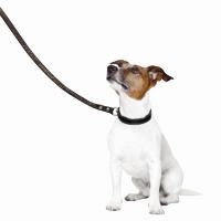 jack russell